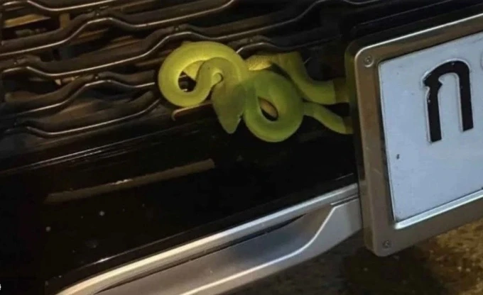 Con rắn lục xanh mắc kẹt trên xe ôtô, hôm 14/9. Ảnh: thethaiger